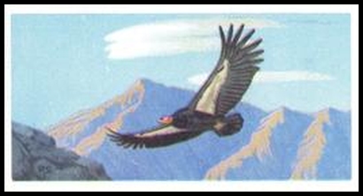 30 Californian Condor
